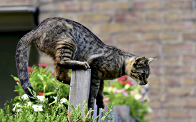 ¿Son peligrosos los herbicidas para los gatos?