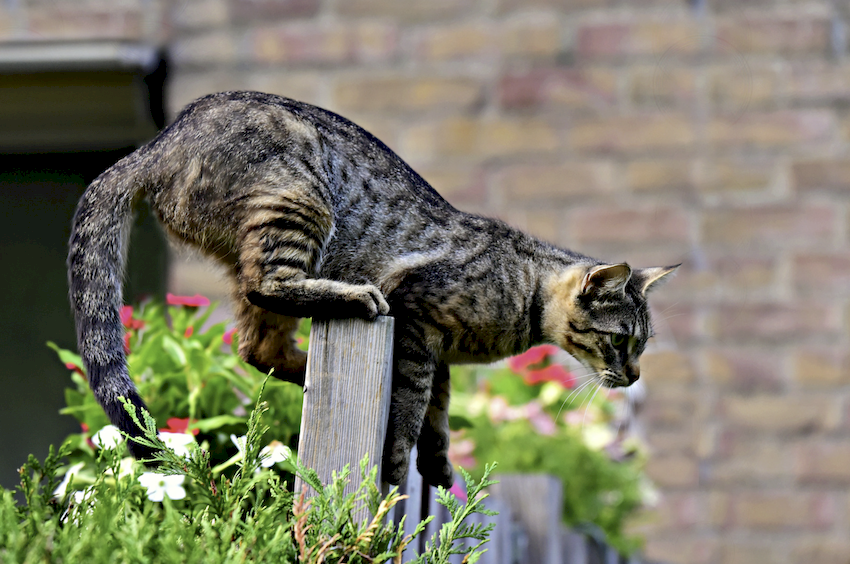 herbicida gatos