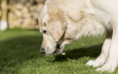 Vómitos en perros: cuándo preocuparse y qué puede estar pasando